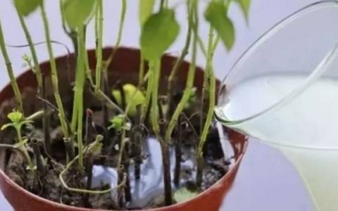 营养物质|都知道淘米水能浇花，但能浇那些花，该怎么浇，你知道吗