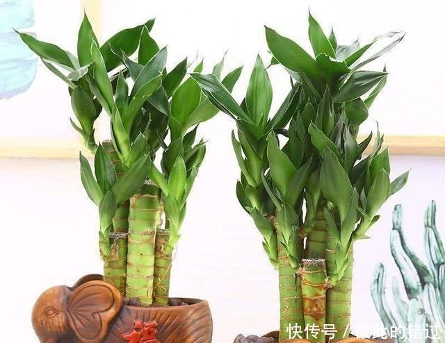 富贵竹黄叶、不生根10天一滴“酸水”扭转乾坤,叶子翠绿一倍!