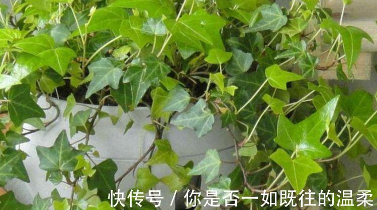 过氧化氮|3种花谁见了都喜欢，15元就能买两盆，而且好养又漂亮