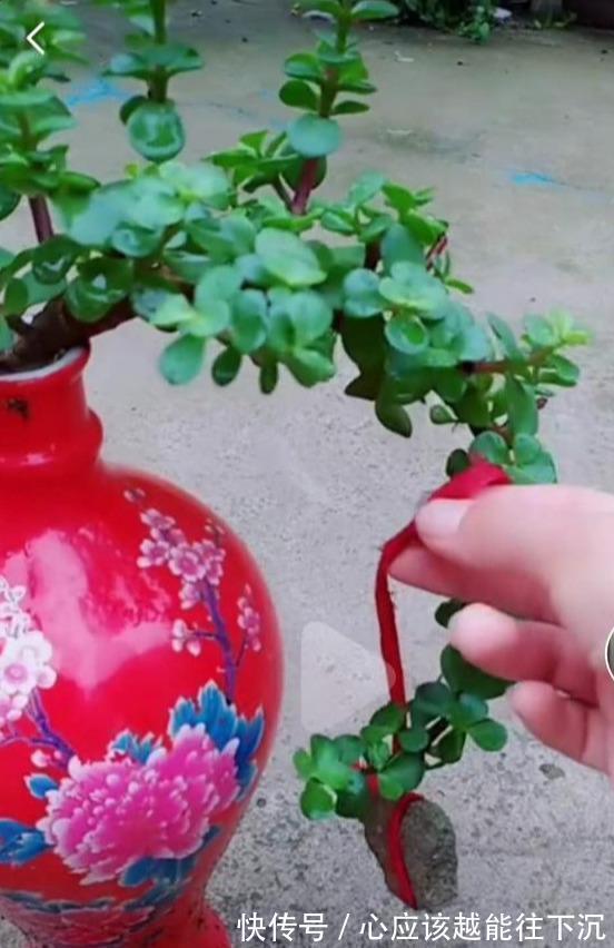 叶片|一个破酒瓶，养一棵金枝玉叶悬崖桩，叶片肥厚小巧，四季常青