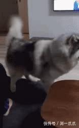 |搞笑GIF：这样洗车，简直比在洗车店洗车还要爽