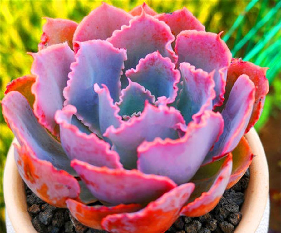 光照|多肉中的“彩霞仙子”,姿态优雅颜色美,牢记5细节,粉嫩高贵