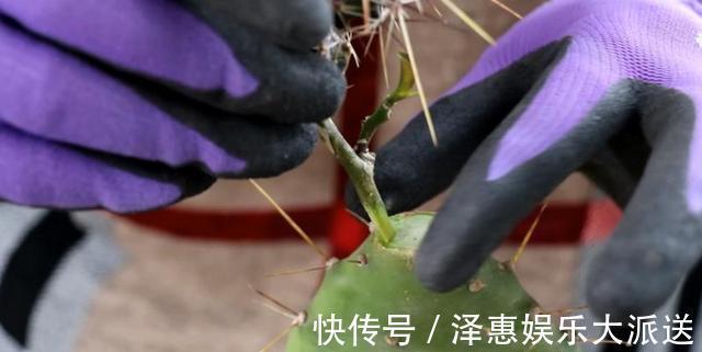 牙签插个洞,仙人球串一串,插到仙人掌上,串串开花挡不住