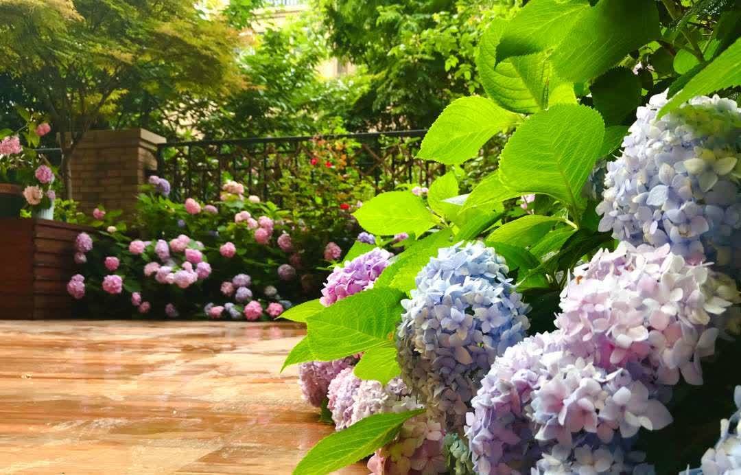 “最累”的8种花,花开连续几个月,一次开花几百朵