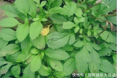 苜蓿|夏天多吃以下野菜,凉拌、包饺子最好吃,还能清热解毒、补脾胃