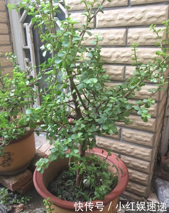 路边捡棵“小老桩”,回家浇点水,养了半个月,原来是盆金枝玉叶