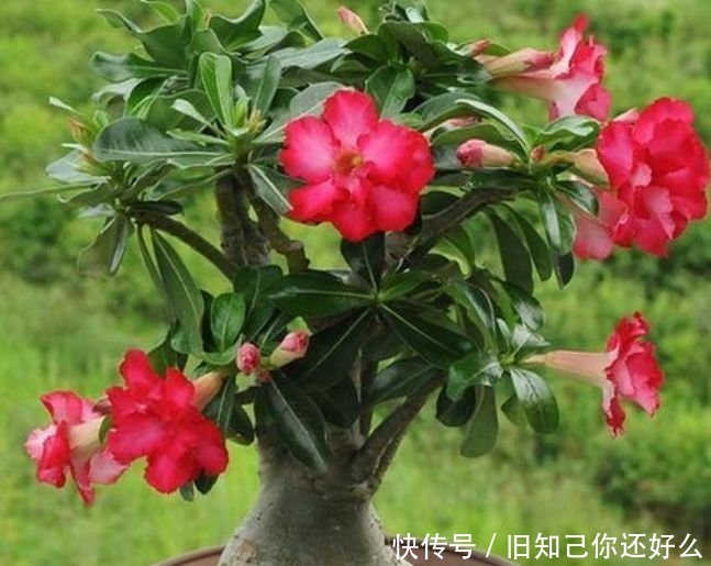 三色堇|春天养此款花卉,春风吹开花旺,开花美长势旺,黄绿交辉