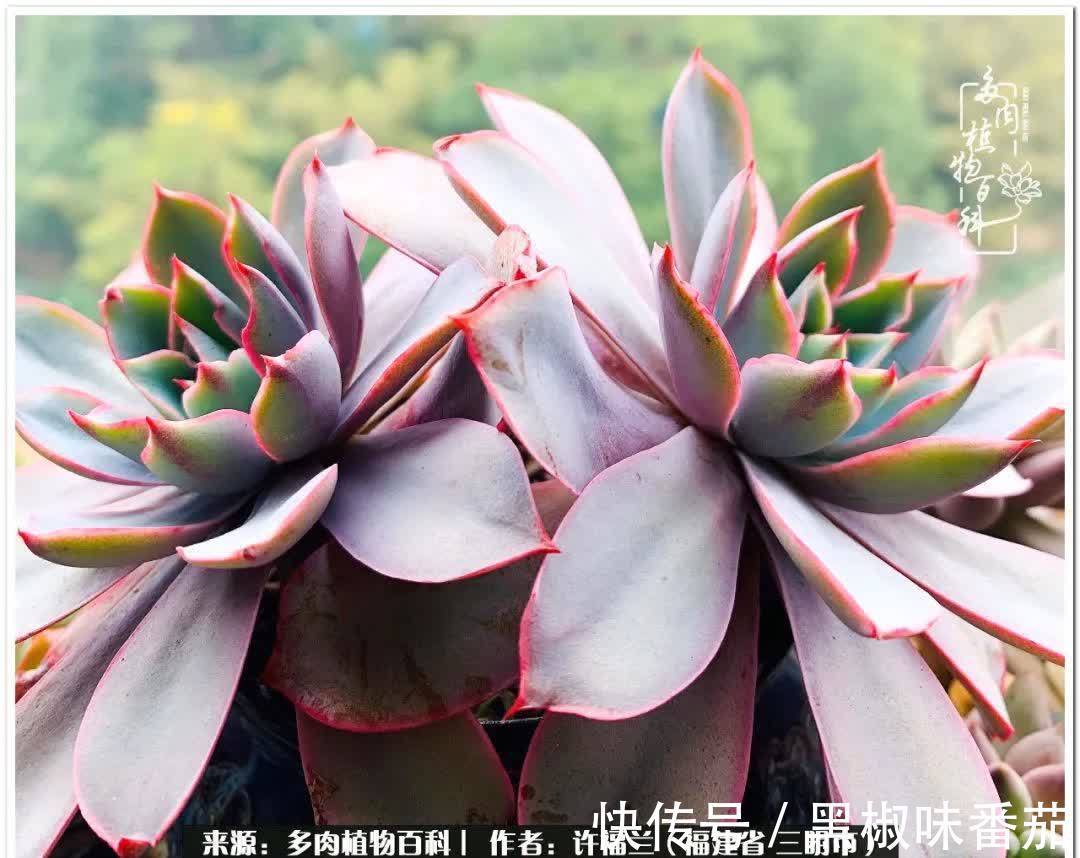 尖尖|养多肉两年，美丽与赏心悦目并存！