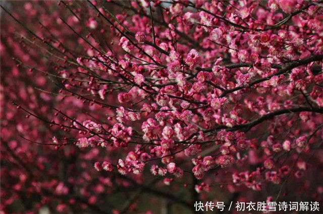 雨后|早春落梅花8则，共赏落梅飘飘之美，山花开满谷，林香动落梅