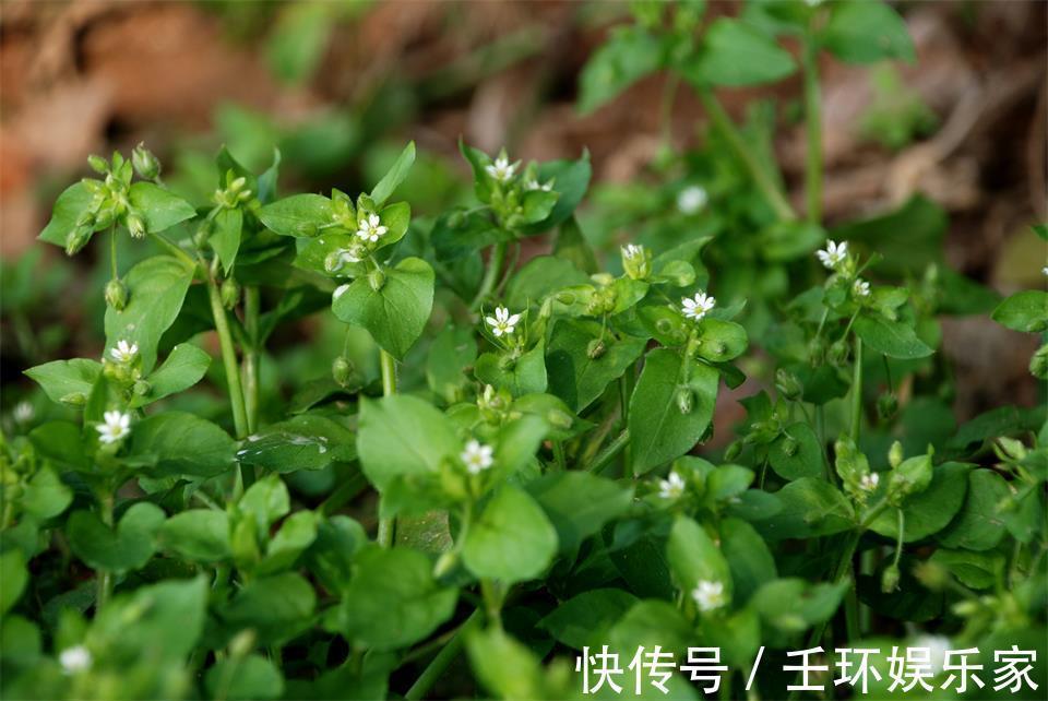 农田|农田边一大“害草”，味道却比豌豆尖还鲜美，营养高，见到别错过