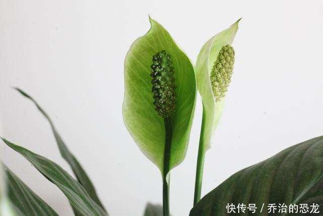 白掌开绿花,是一件事没做好,赶紧看看你犯了没