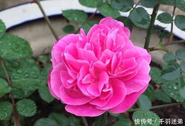 关键|婆婆养月季只选一种,好养抗性强,关键“爱”开花,比养欧月实在