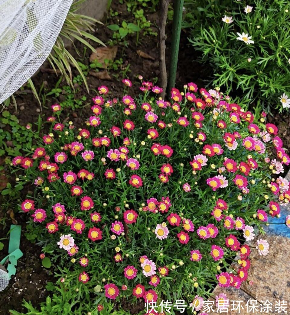 漂亮|5种漂亮花,都是“夏必死”,十个八个养不好,花市见了也别买