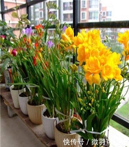 都是“兰花”，这9种便宜又好养，还能开花，比兰花好养10倍