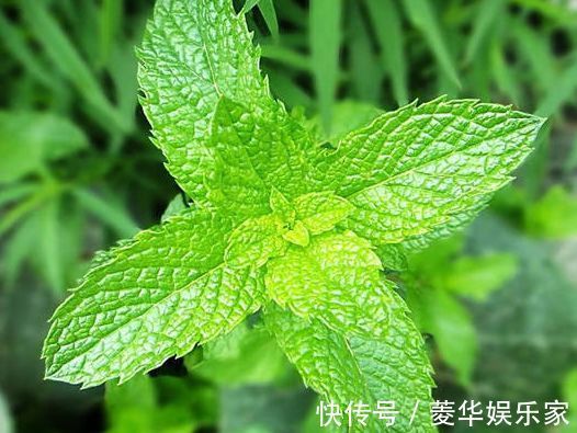 薄荷|喜欢玫瑰,就养盆“精品玫瑰”七彩玫瑰,似彩虹阳光,绚丽多姿!