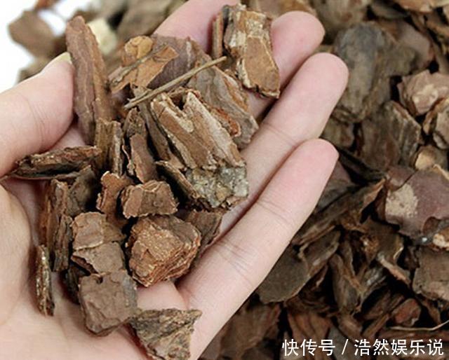 长寿花|入秋后,给君子兰换盆,土壤里加“2种颗粒”,1年不烂根、不黄叶