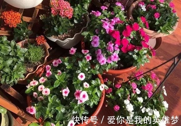 花花量|2种花不怕热,越热越开花,一开200多天,现在种1个月就开爆!