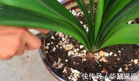 花卉|养了10年花,才知道鸡蛋壳这么处理后,不生虫、肥效足,养啥旺啥