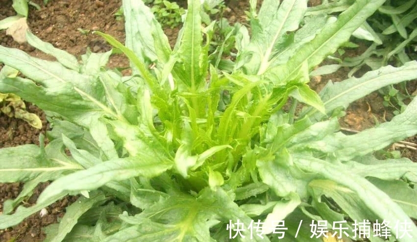 野菜|农村随处可见的一种“野菜”,老一辈都吃过,可如今却少人识