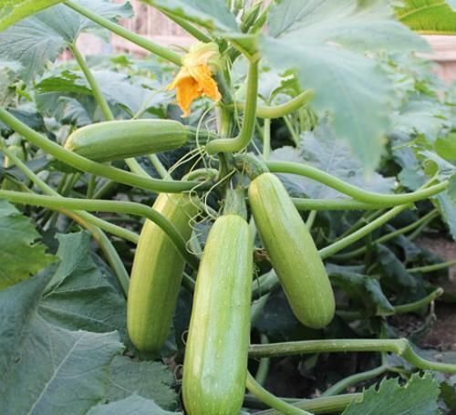 “天然防曬霜”找到了，盛夏常吃以下4種食物，可抵抗紫外線