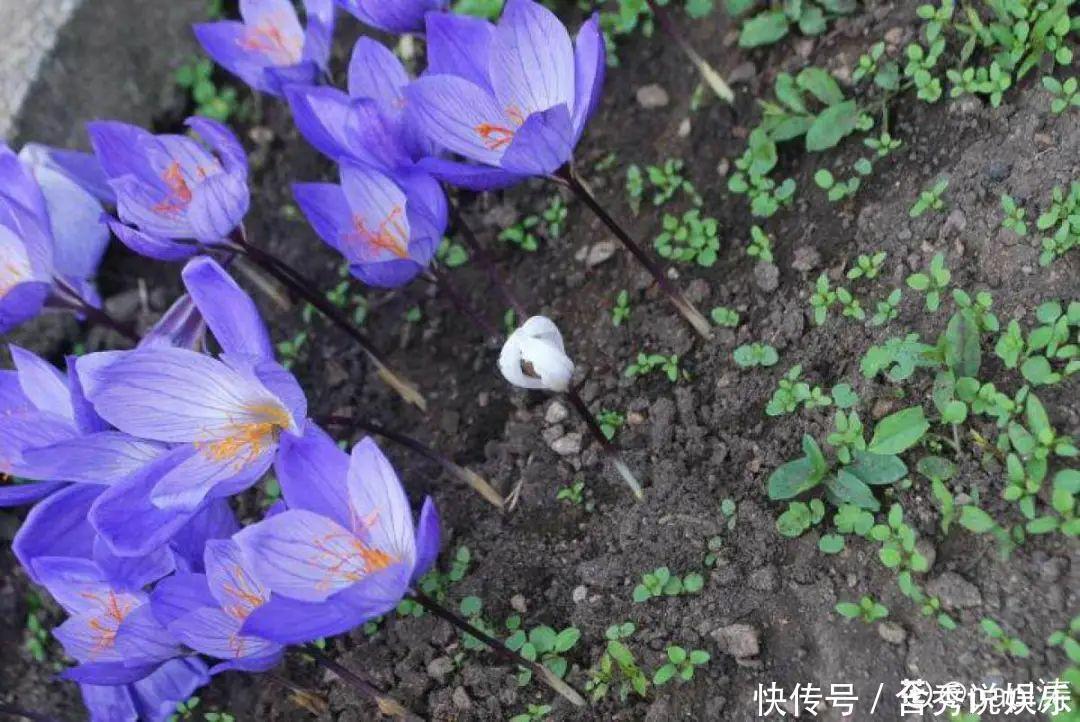 风信子|懒人适合养什么花,浇水少,不挑土,它比人还懒!