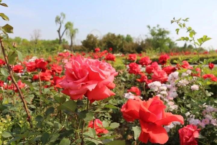 武俊|以花之名，遇见爱！泰山花海的“爱情花”进入盛放期啦