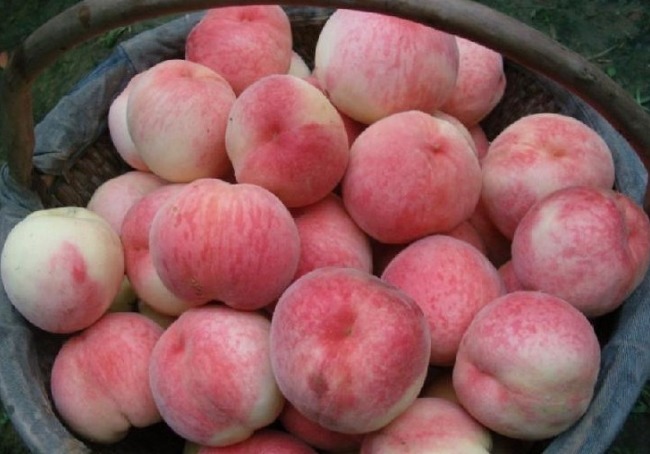 毛桃成熟才好吃教你4个妙招挑毛桃，挑到新鲜美味又可口