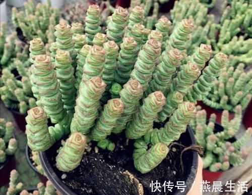 多肉钱串怎么养 才能长满花盆 株型更美观 粉紫色 多肉钱串怎么养 才能长满花盆 株型更美观 粉紫色