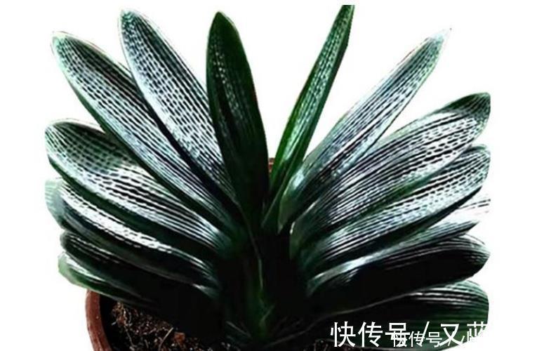 养君子兰要先养好根,三种东西养根又护根,多年经验积累