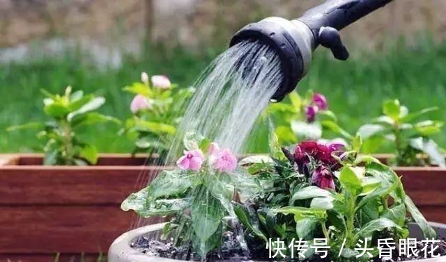 张大爷养花,一年四季用“2种水”浇花,土壤疏松肥沃、养啥都旺