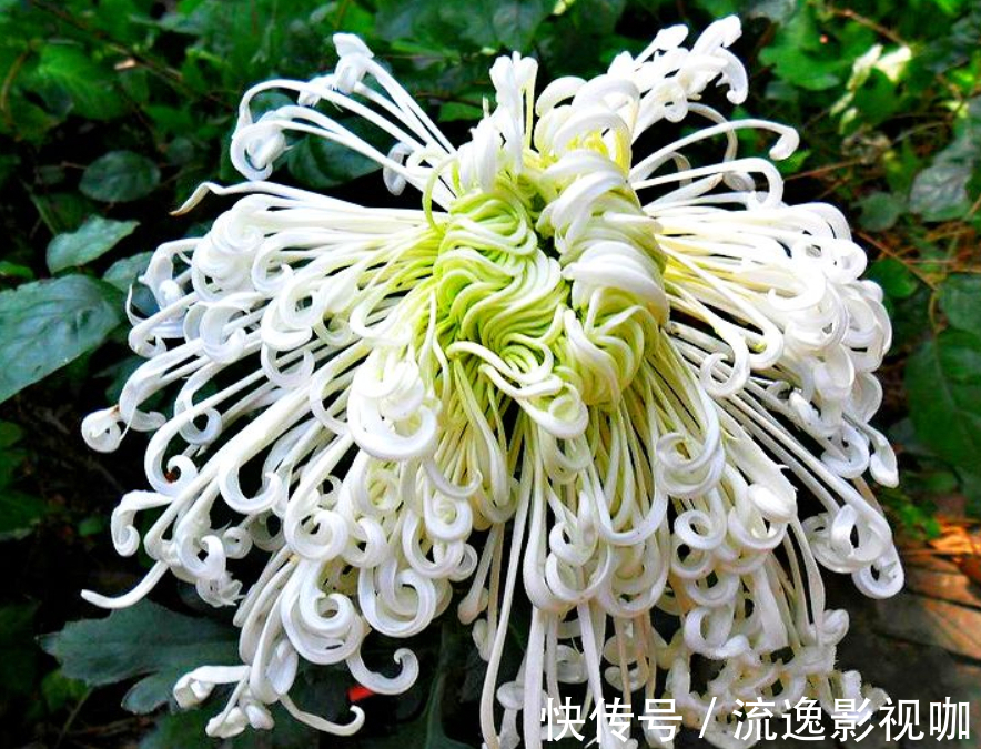 珍品|喜欢菊花,不如养盆“菊之珍品”,似雨后彩虹,真是美艳啊