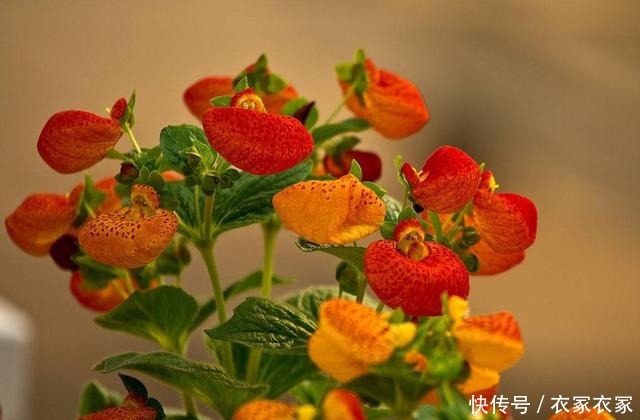 蒲包花怎么养花农解答养蒲包花常见问题!