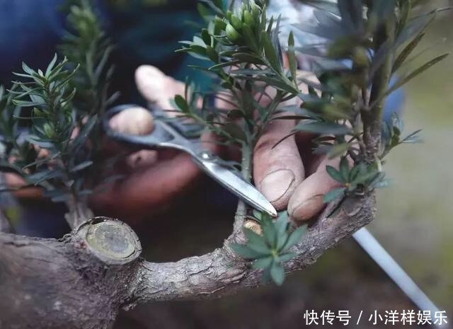 养花修剪“学问大”,老花匠教你怎么修剪,才能突突冒花!