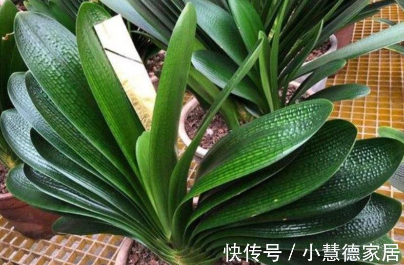 君子兰|秋天别忘了给君子兰“开小灶”,叶片油绿挺拔,越养越旺