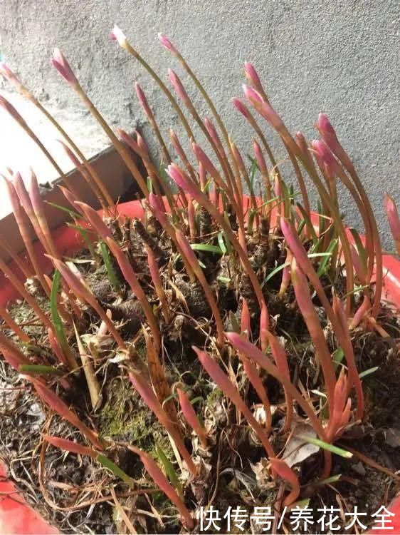 抗病、不招虫的天竺葵，屋里养一盆，开花一茬接一茬