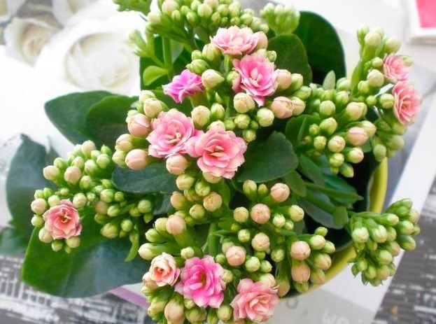 想要长寿花开花满枝头，做好几点养护很重要，花开一茬接一茬