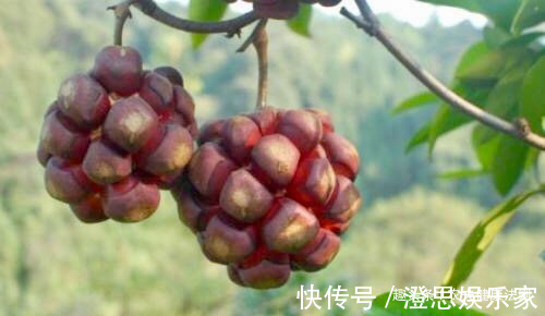 果果|女性不想子宫早衰，多食此“救命果果”，保护子宫，排出子宫污血