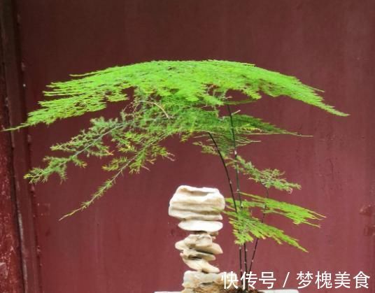 阳台上|最不耐晒的3种花，养在室内才好看，搬出去一天就枯了