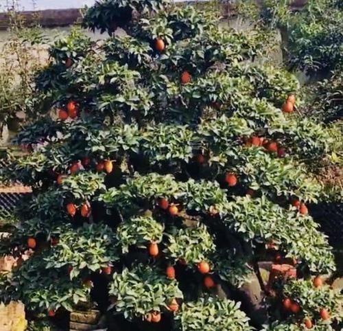 盆景|可以摆阳台的“镇宅树”,1盆价值“1万”,养8年像盆景,值钱