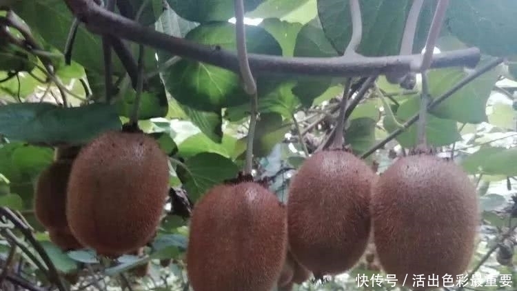 作家|秦川作家张民宗组诗/十月抒怀