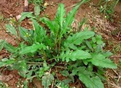 露珠草|农村田野里的四种野菜,美容养颜降低血压,爱养生的不妨了解下