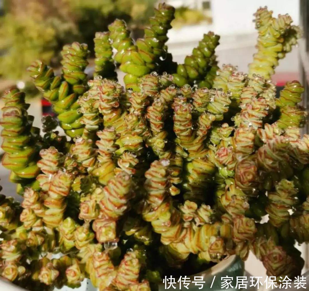 招财进宝|家里养盆它，财源滚滚来，让你新年越来越有钱！