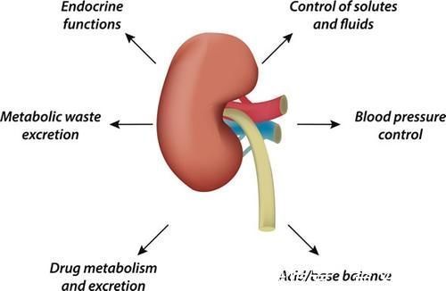 酸碱平衡|肾功能是什么？肌酐又是啥？血肌酐增高是否意味着肾功能不好了？