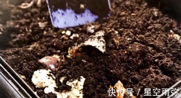 废物肥|用这2样“废物肥”养花,家人再不嫌弃我败家了