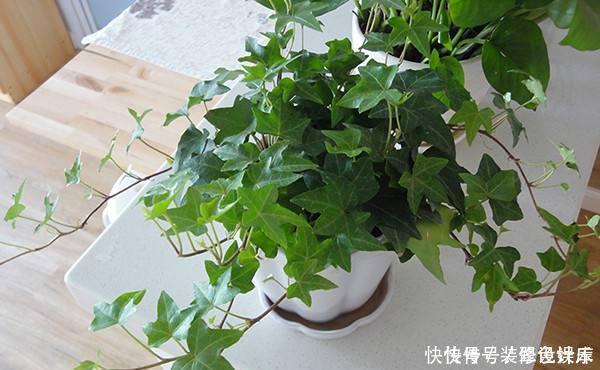 种花|卫生间没窗户？养此4种花，耐阴好活，关键：除臭、杀菌，空气好