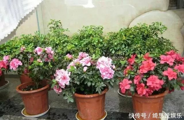枝不干叶|夏季七月养杜鹃花,掌握好4个技巧,枝不干叶不枯,开花爆盆