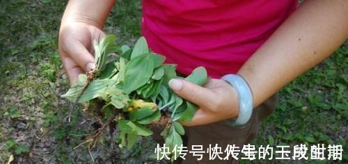 草药茶|咽炎不断咳嗽,农村老妈泡了25元一斤的草药茶,一下就舒服多了