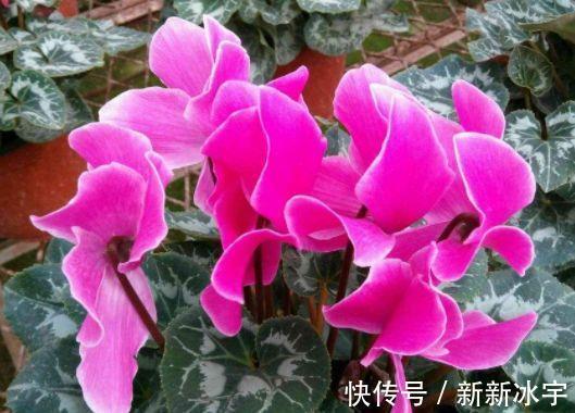 4种花美丽不输玫瑰,比兰花还香,四季持续开花,清香优雅