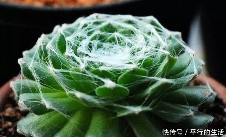 最难养死的10种多肉,谁能养死我服谁!