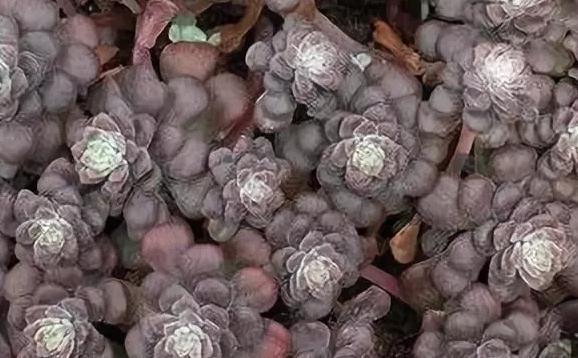 6条实用小经验,让你的肉肉安然度夏